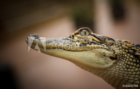 Picture of Alligator at Texas State Aquarium